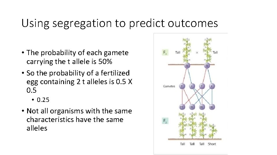 Using segregation to predict outcomes • The probability of each gamete carrying the t