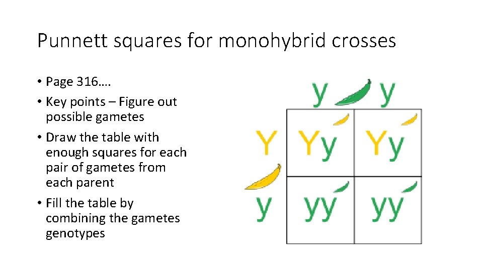 Punnett squares for monohybrid crosses • Page 316…. • Key points – Figure out