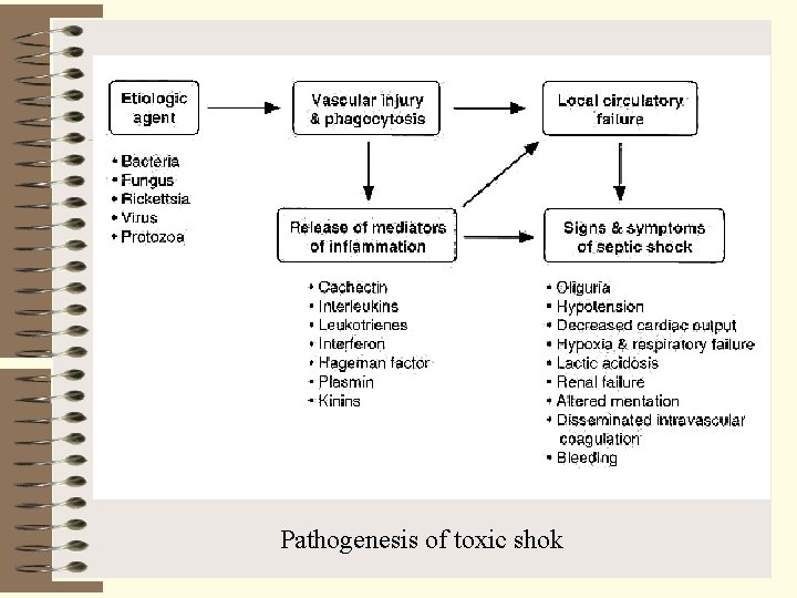 Pathogenesis of toxic shok 