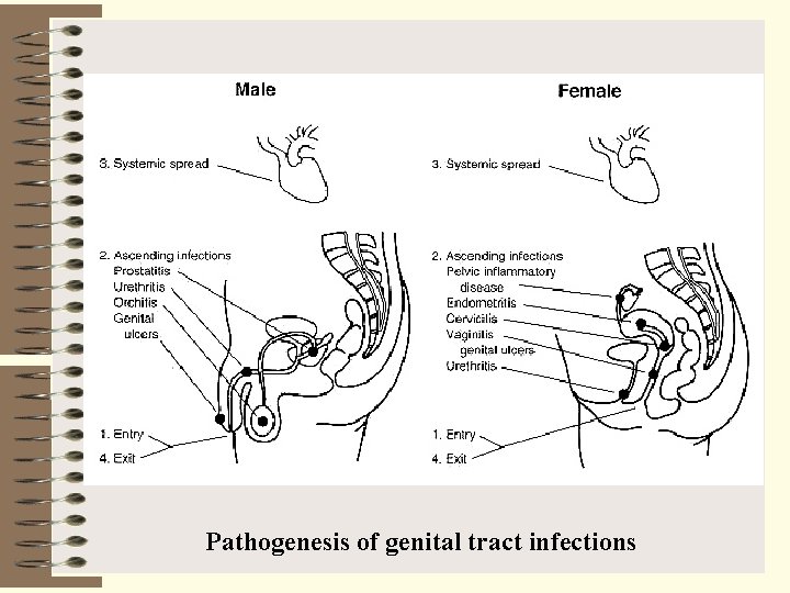 Pathogenesis of genital tract infections 