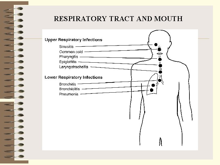 RESPIRATORY TRACT AND MOUTH 
