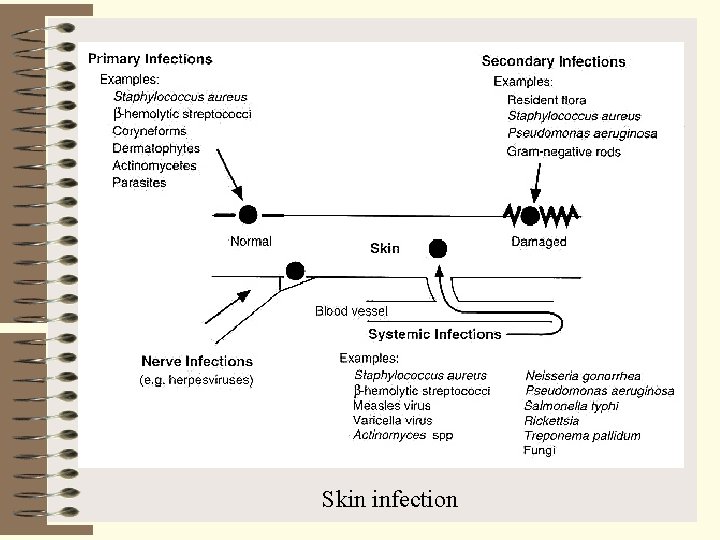 Skin infection 