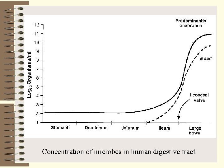 Concentration of microbes in human digestive tract 