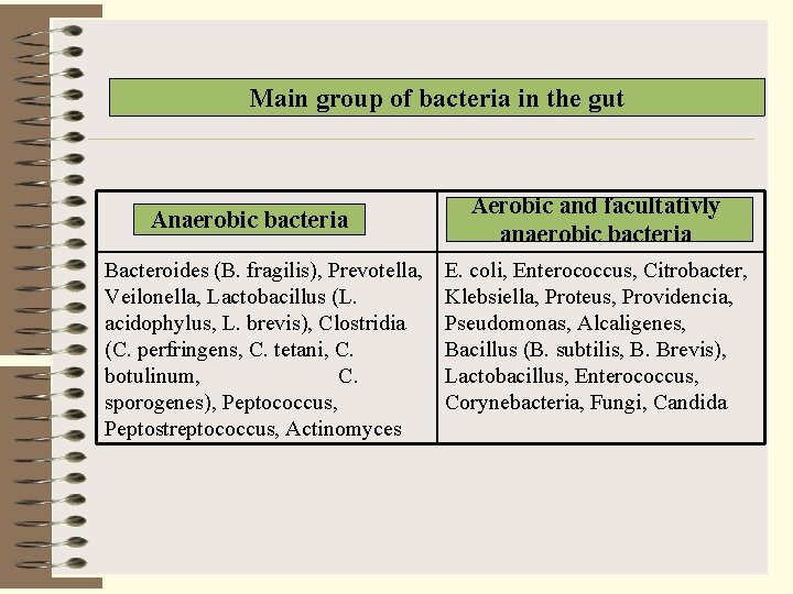 Main group of bacteria in the gut Anaerobic bacteria Bacteroides (B. fragilis), Prevotella, Veilonella,
