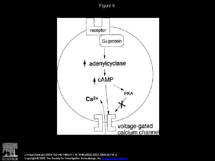 Association of Cyclic Adenosine Monophosphate with Permeability Barrier