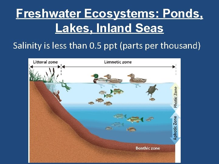 Freshwater Ecosystems: Ponds, Lakes, Inland Seas Salinity is less than 0. 5 ppt (parts