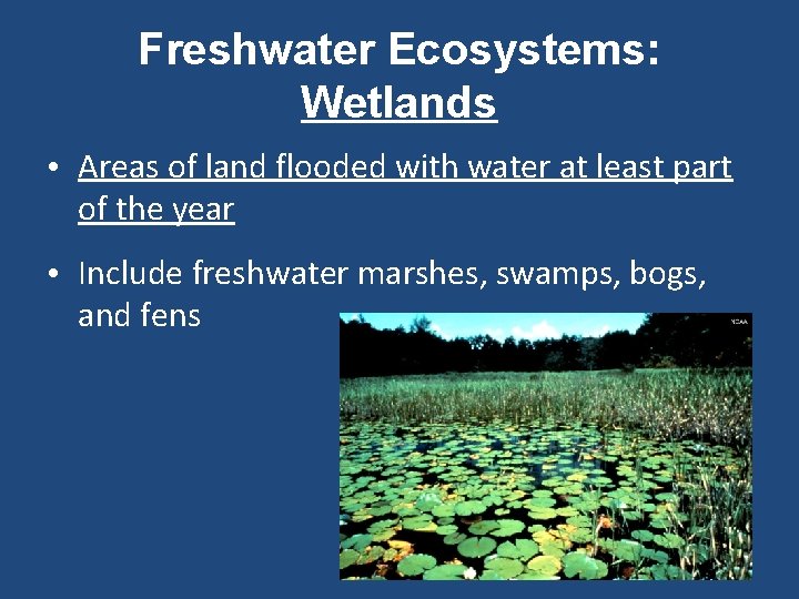 Freshwater Ecosystems: Wetlands • Areas of land flooded with water at least part of