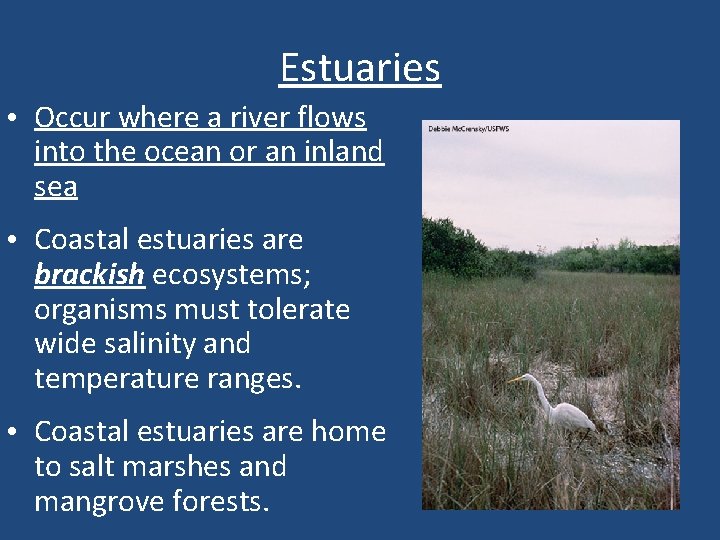 Estuaries • Occur where a river flows into the ocean or an inland sea