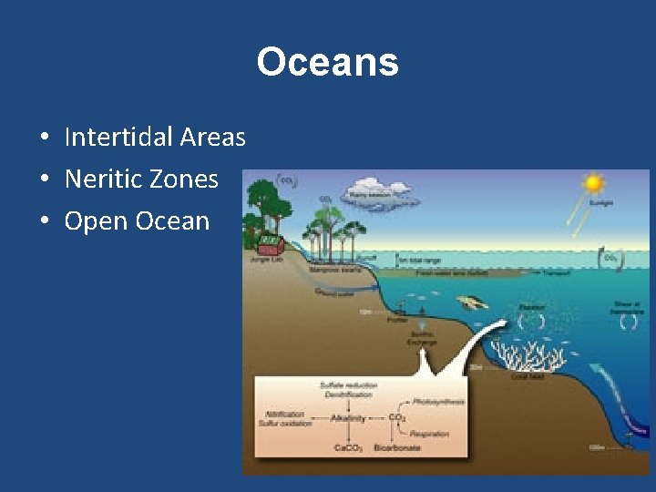 Oceans • Intertidal Areas • Neritic Zones • Open Ocean 