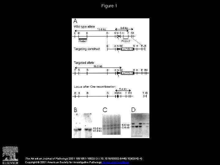 Figure 1 The American Journal of Pathology 2001 1591581 -1592 DOI: (10. 1016/S 0002