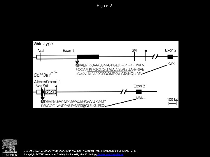 Figure 2 The American Journal of Pathology 2001 1591581 -1592 DOI: (10. 1016/S 0002