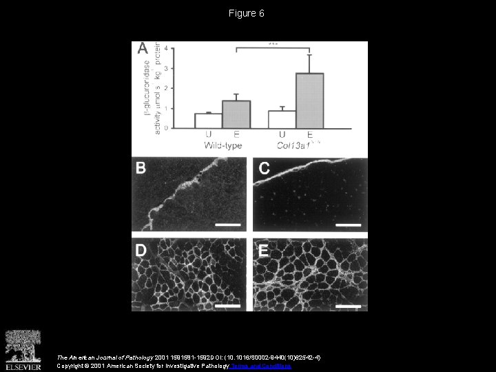 Figure 6 The American Journal of Pathology 2001 1591581 -1592 DOI: (10. 1016/S 0002