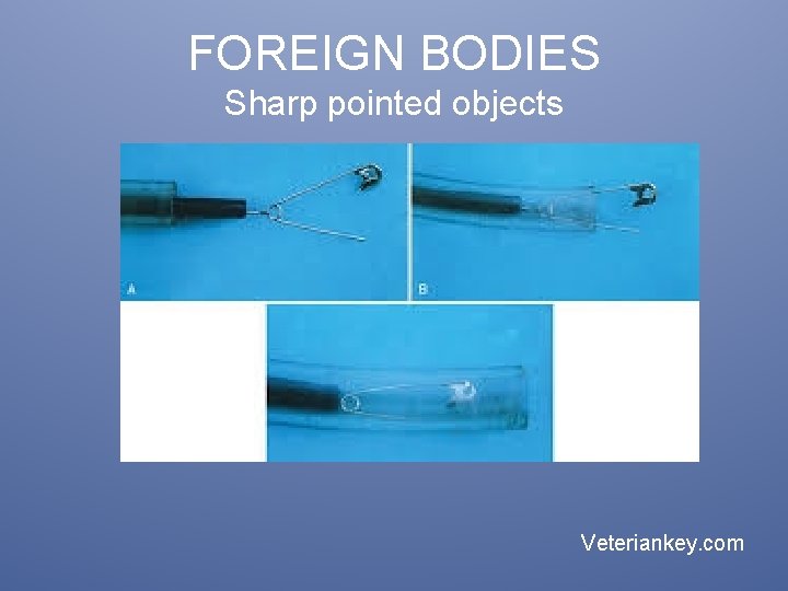 FOREIGN BODIES Sharp pointed objects Veteriankey. com 