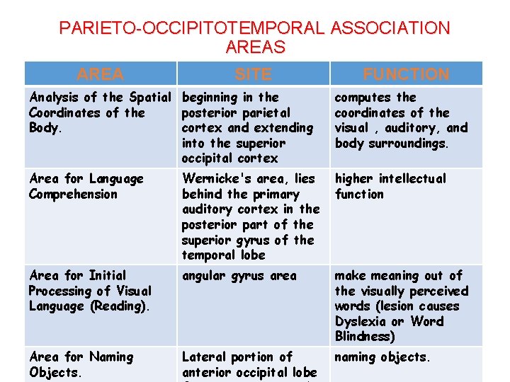 PARIETO-OCCIPITOTEMPORAL ASSOCIATION AREAS AREA SITE FUNCTION Analysis of the Spatial beginning in the Coordinates