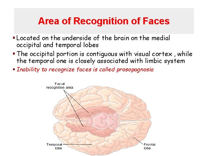 Area of Recognition of Faces § Located on the underside of the brain on