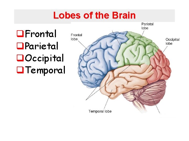 Lobes of the Brain q. Frontal q. Parietal q. Occipital q. Temporal 