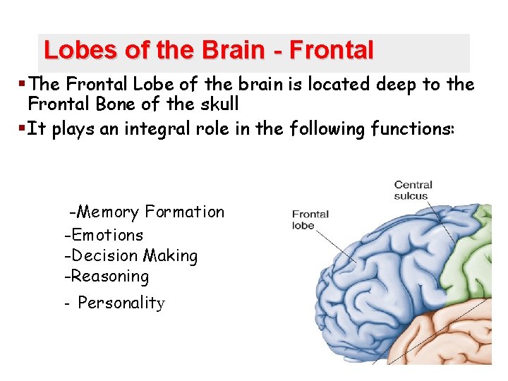 Lobes of the Brain - Frontal § The Frontal Lobe of the brain is