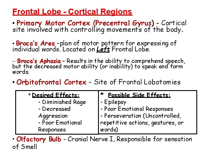 Frontal Lobe - Cortical Regions • Primary Motor Cortex (Precentral Gyrus) – Cortical site