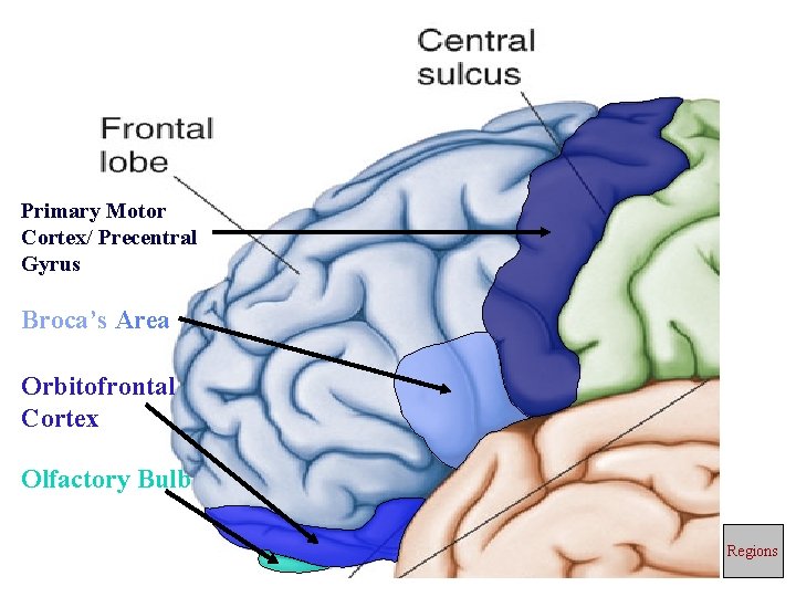 Primary Motor Cortex/ Precentral Gyrus Broca’s Area Orbitofrontal Cortex Olfactory Bulb Regions 