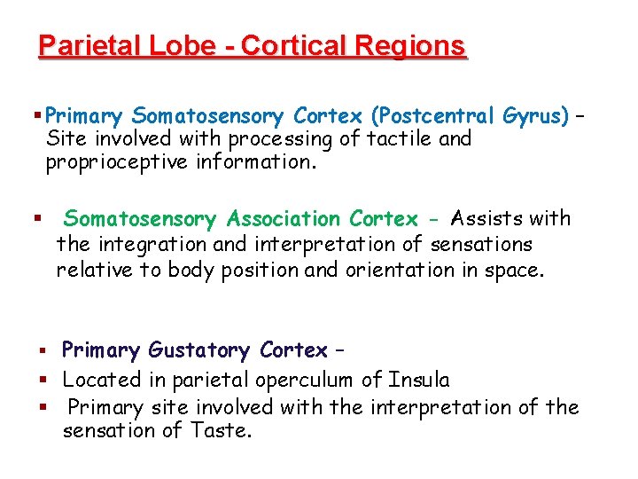 Parietal Lobe - Cortical Regions § Primary Somatosensory Cortex (Postcentral Gyrus) – Site involved