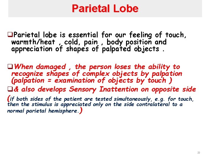 Parietal Lobe q. Parietal lobe is essential for our feeling of touch, warmth/heat ,