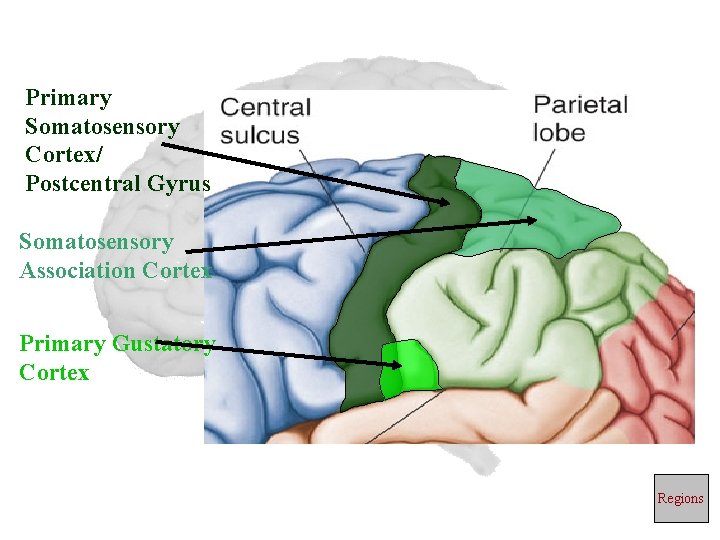 Primary Somatosensory Cortex/ Postcentral Gyrus Somatosensory Association Cortex Primary Gustatory Cortex Regions 