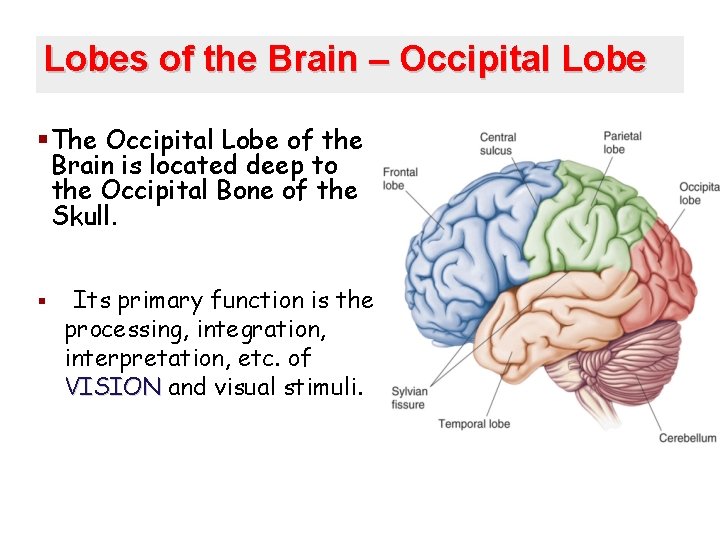 Lobes of the Brain – Occipital Lobe § The Occipital Lobe of the Brain