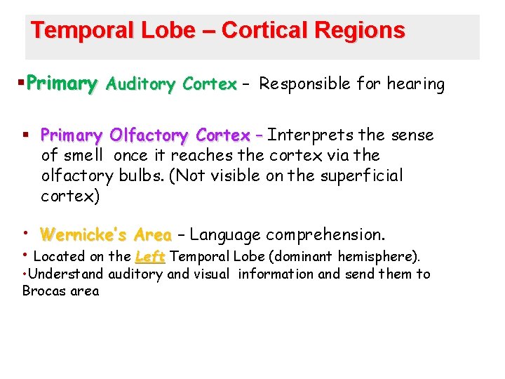 Temporal Lobe – Cortical Regions §Primary Auditory Cortex – Responsible for hearing § Primary