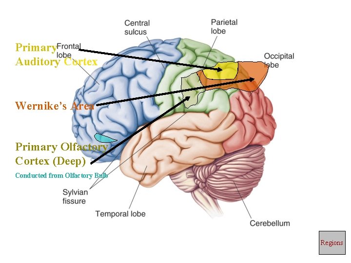 Primary Auditory Cortex Wernike’s Area Primary Olfactory Cortex (Deep) Conducted from Olfactory Bulb Regions