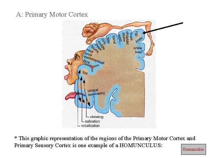 A: Primary Motor Cortex * This graphic representation of the regions of the Primary