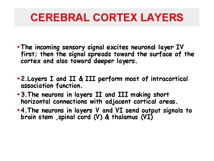CEREBRAL CORTEX LAYERS § The incoming sensory signal excites neuronal layer IV first; then