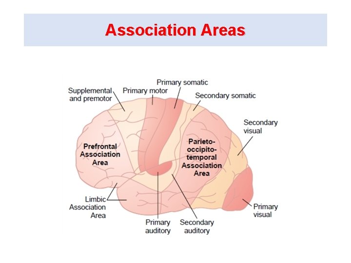 Association Areas 