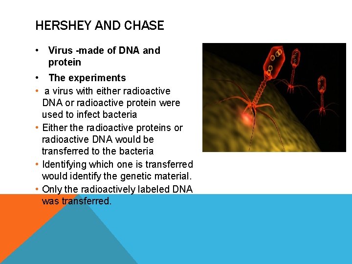 HERSHEY AND CHASE • Virus -made of DNA and protein • The experiments •