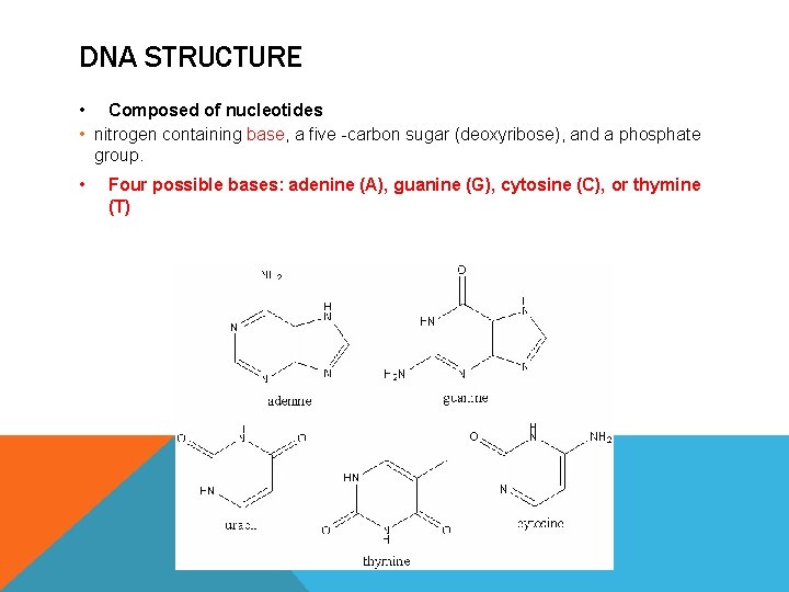 DNA STRUCTURE • Composed of nucleotides • nitrogen containing base, a five -carbon sugar