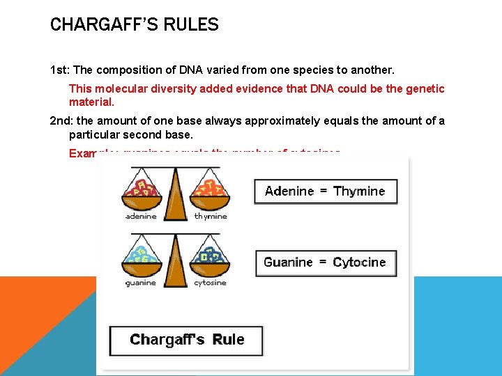 CHARGAFF’S RULES 1 st: The composition of DNA varied from one species to another.