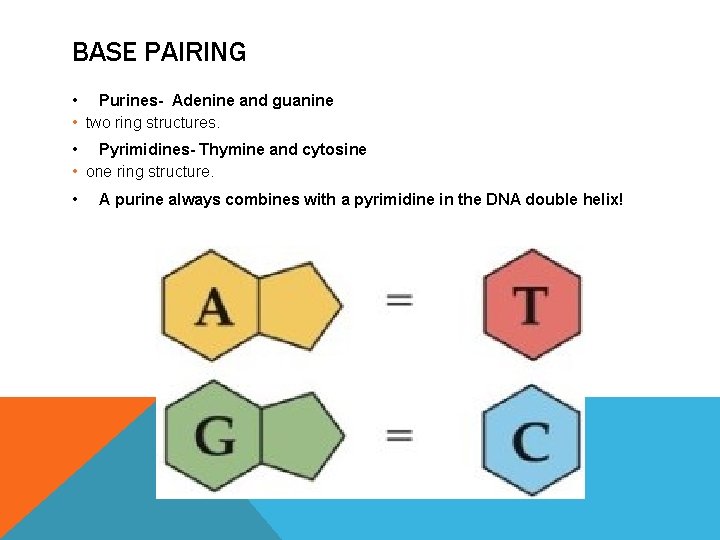 BASE PAIRING • Purines- Adenine and guanine • two ring structures. • Pyrimidines- Thymine