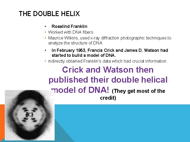 THE DOUBLE HELIX • Rosalind Franklin • Worked with DNA fibers. • Maurice Wilkins,