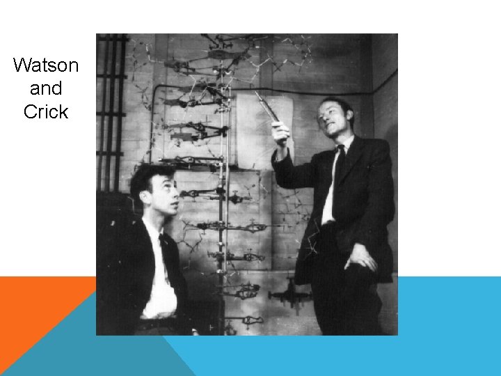 Watson and Crick 