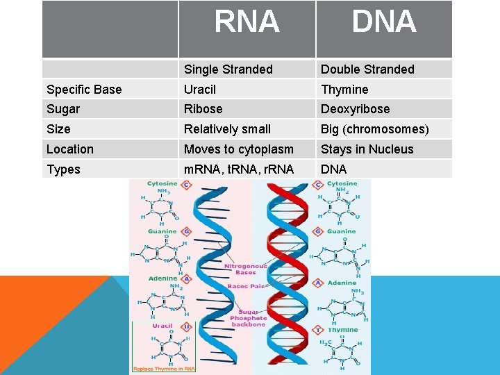 RNA DNA Single Stranded Double Stranded Specific Base Uracil Thymine Sugar Ribose Deoxyribose Size