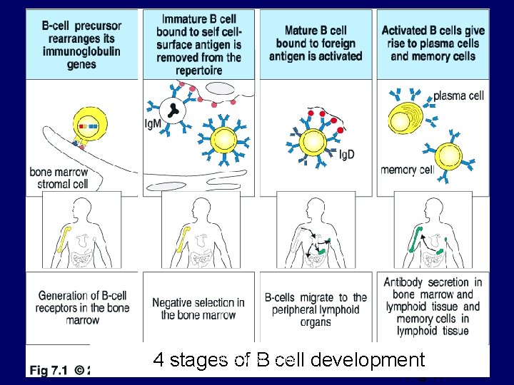 Topics Overview B cell development T cell development