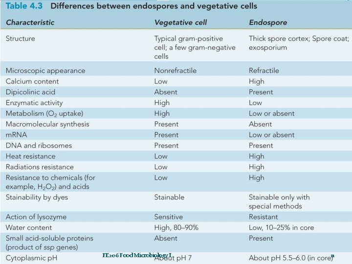 Differences between Endospores and Vegetative Cells FE 206 Food Microbiology I 11 