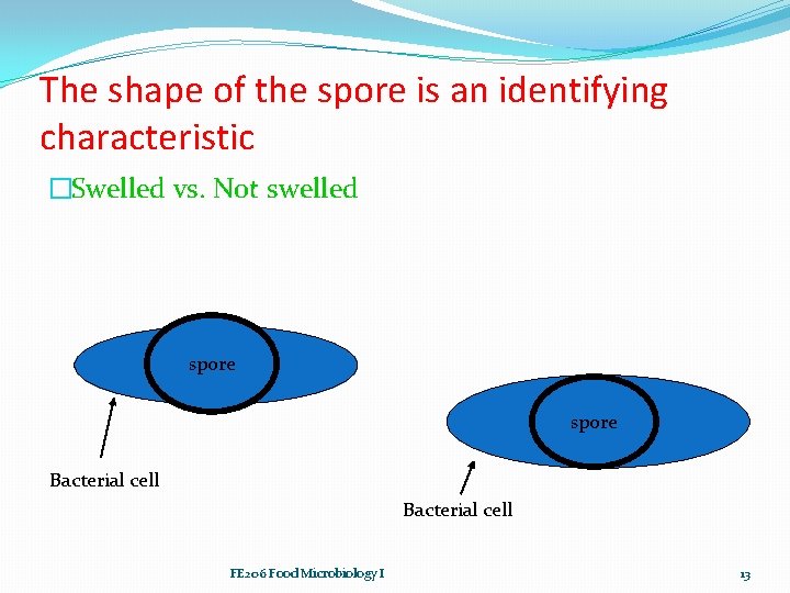 The shape of the spore is an identifying characteristic �Swelled vs. Not swelled spore