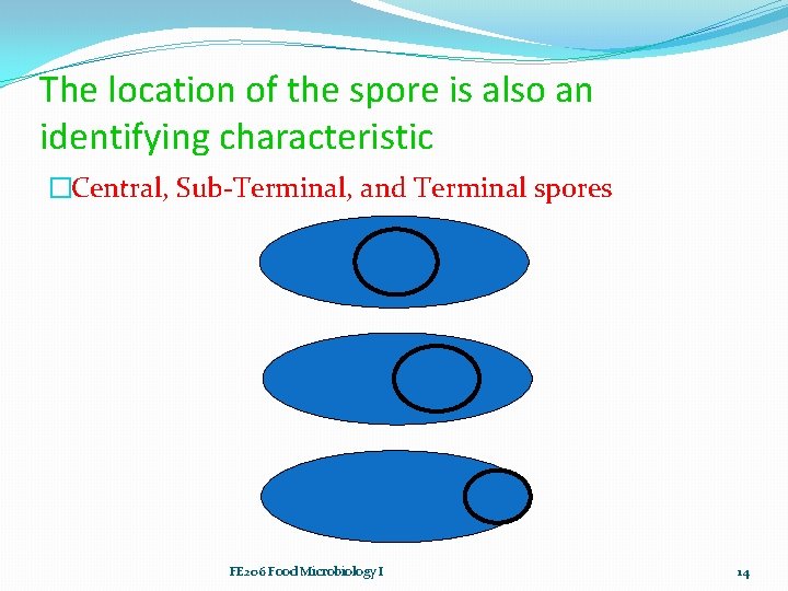 The location of the spore is also an identifying characteristic �Central, Sub-Terminal, and Terminal