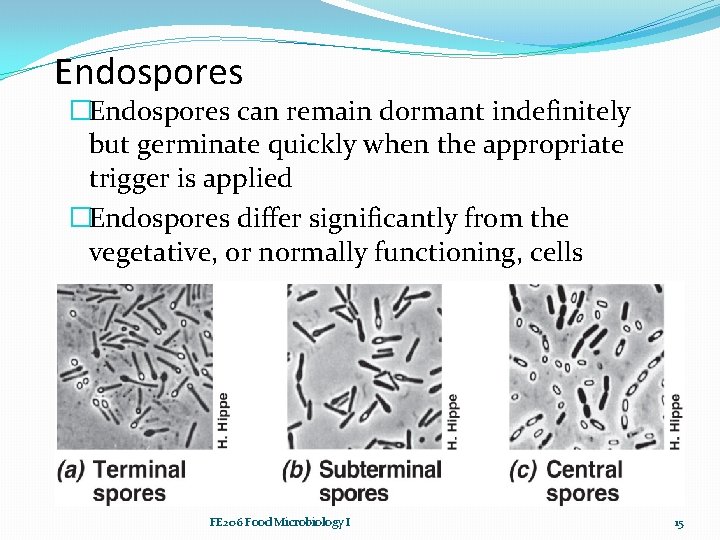 Endospores �Endospores can remain dormant indefinitely but germinate quickly when the appropriate trigger is