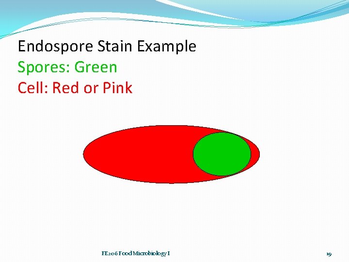 Endospore Stain Example Spores: Green Cell: Red or Pink FE 206 Food Microbiology I