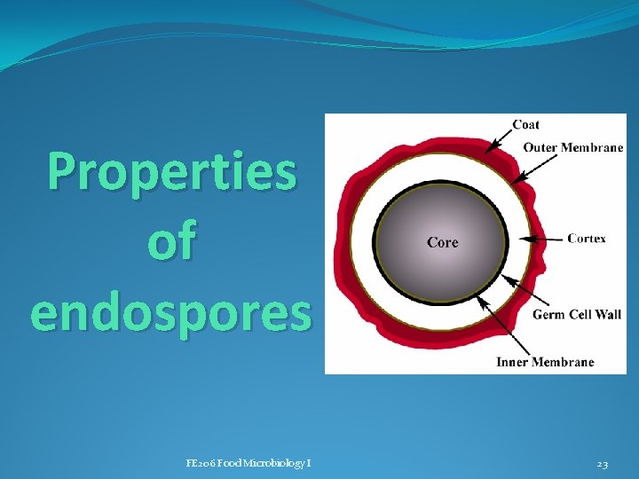 Properties of endospores FE 206 Food Microbiology I 23 