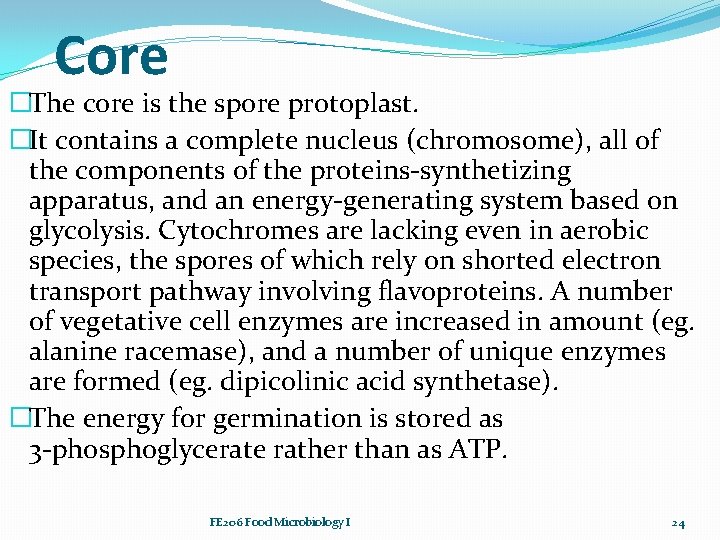 Core �The core is the spore protoplast. �It contains a complete nucleus (chromosome), all