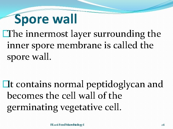Spore wall �The innermost layer surrounding the inner spore membrane is called the spore