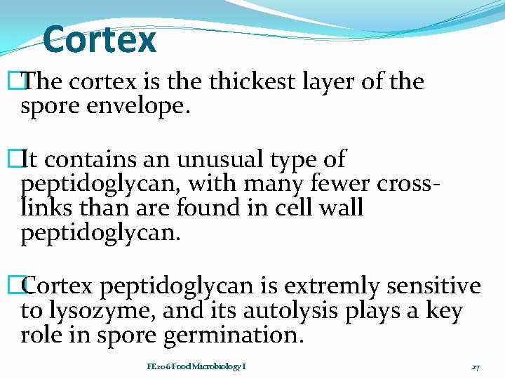 Cortex �The cortex is the thickest layer of the spore envelope. �It contains an