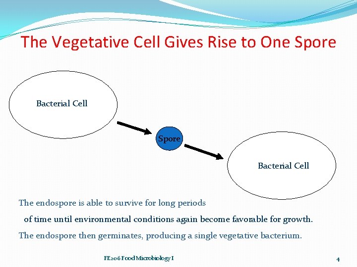 The Vegetative Cell Gives Rise to One Spore Bacterial Cell The endospore is able